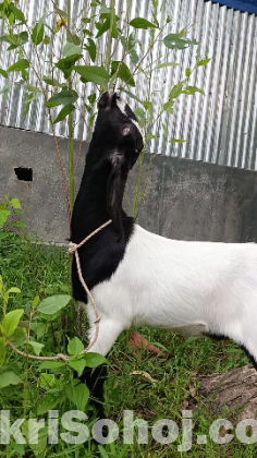 ছাগল